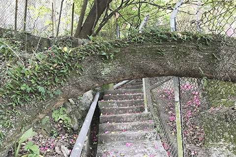 欄著花徑的樹幹
