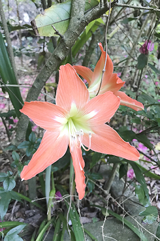 怒放的花像歡迎我們到訪