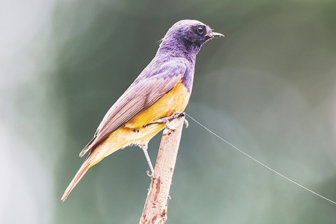 ◎ 赭紅尾鴝首現小橫琴山,刷新廣東省影像紀錄。