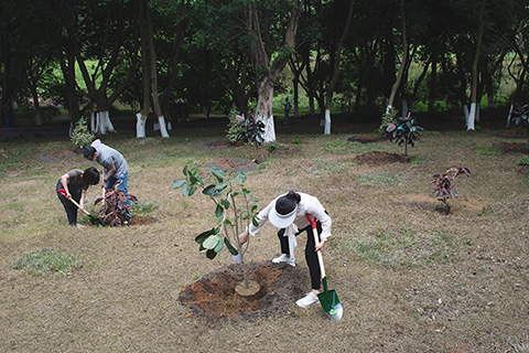 參與活動的嘉賓在種植榕屬植物。(中新社記者 陳楚紅攝)