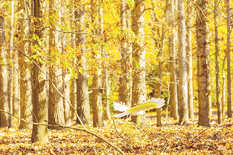 　◎ 在澳大利亞堪培拉拍攝的樹林中的小鳥。