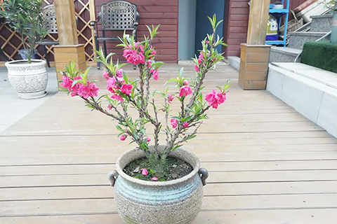 我種的桃花在這個夏天開花了。