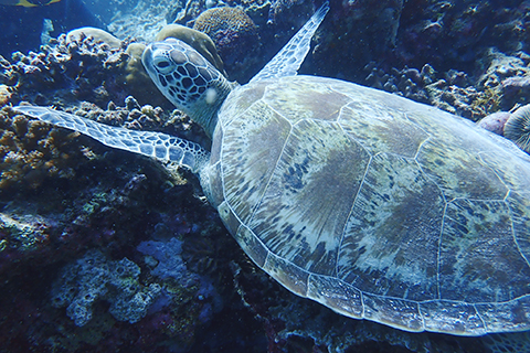 潛水拍海龜,精彩。