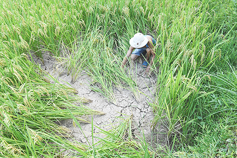 ◎ 8月17日,重慶市巴南區南泉街道龍井村,部份鄉村稻田因乾旱土地龜裂。7月1日以來,重慶平均氣溫為30.5攝氏度,較常年顯著偏高2.6攝氏度,與2006年並列為1961年以來最高;全市平均降水量為102毫米,較常年顯著偏少近六成,僅次於1992年的98.8毫米;35攝氏度以上高溫日數33.2天,為1961年以來同期第二多。根據監測,重慶67.9%的土壤水分觀測站耕作層已達中到重旱。(中新社)
