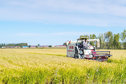 2022年9月20日，在吉林省長春市九台區龍嘉農樂種植家庭農場，農民駕駛農機收割水稻。        (新華社記者  顏麟蘊 攝)