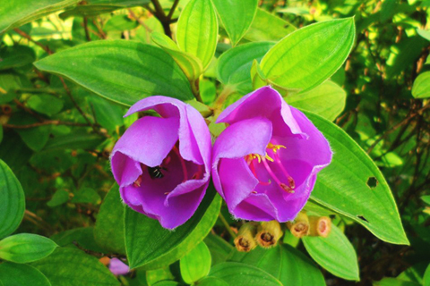 枝毛野牡丹花朵嬌艷亮麗