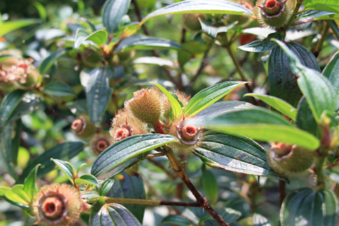 枝毛野牡丹果實