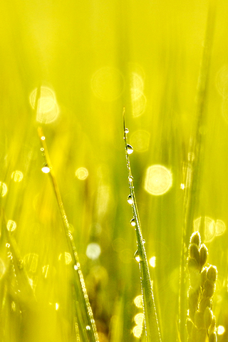 ◎ 在江蘇連雲港一處稻田裏拍攝的露珠(九月廿九日攝)。新華社發(耿玉和攝)