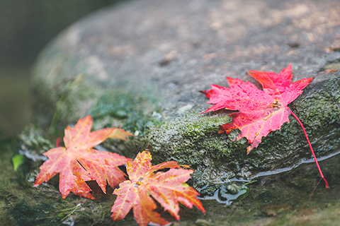 ◎ 在江蘇省揚州市瘦西湖風景區,楓葉飄落(十月一日攝)。新華社發(齊立廣攝)