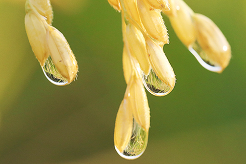 ◎ 在浙江省諸暨市,稻穀上掛著水珠(十月一日攝)。新華社發(駱善新攝)