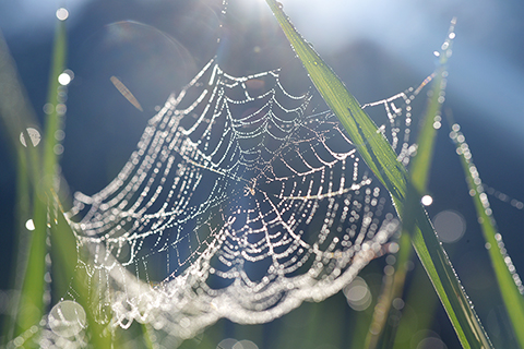 ◎ 在湖南省婁底市雙峰縣井字鎮,露水掛在蜘蛛網上(十月二日攝)。新華社發(李建新攝)