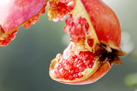 ◎ 在山東省棗莊市嶧城石榴園拍攝的開裂的石榴(十月二日攝)。新華社發(孫中喆攝)