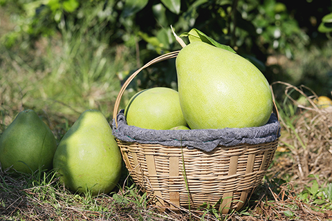 ◎ 在四川省武勝縣鳴鐘鎮拍攝的紅心蜜柚(十月一日攝)。新華社發(夏俊林攝)