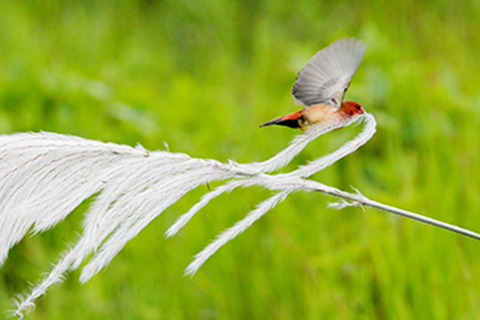 ◎ 在雲南省景洪市的山野間,紅梅花雀採集蘆花用來築巢(九月廿五日攝)。新華社發(李雲生攝)