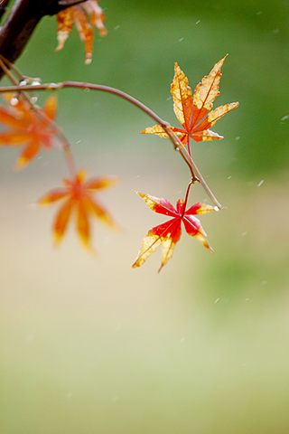 ◎ 在山東省淄博市高青縣拍攝的雨中紅葉(十月三日攝)。新華社發(張維堂攝)