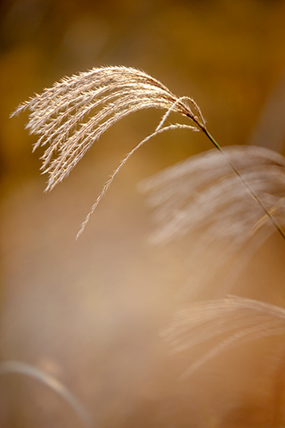 ◎ 在山東省淄博市高青縣一處濕地,荻花隨風搖曳(九月廿八日攝)。新華社發(張維堂攝)