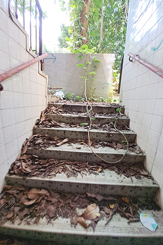 樹木又開始入侵校舍了