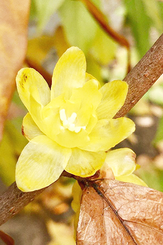 圖為冬季臘梅帶著濃濃的孤傲氣息傲然綻放。