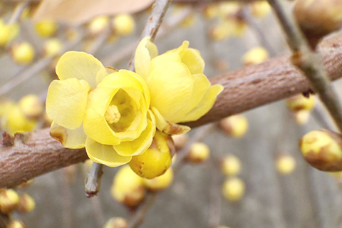 圖為2018年1月祥和山莊的臘梅盛開。