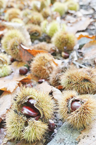 從刺包掉出來的栗子