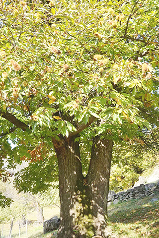 大部份栗子自然成熟掉落