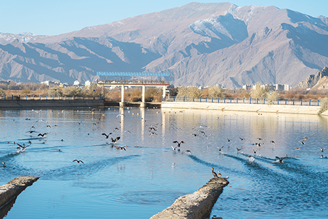 ◎ 十一月十七日清晨,日出後的拉薩陽光普照,拉薩拉魯濕地中的水鳥與遠山殘留的積雪風光秀麗。(中新社記者 江飛波攝)