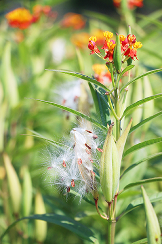 圖為馬利筋(攝於黑沙海公園)。