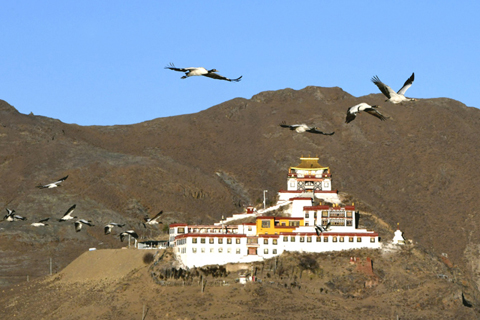 11月25日,拉薩市林周縣虎頭山水庫上空飛翔的黑頸鶴。(中新社記者 李林 攝)