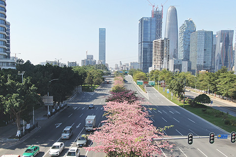 ◎ 十二月七日迎來二十四節氣中的大雪節氣,盛放的異木棉扮靚廣州市海珠區街道。(無人機照片)(中新社記者 陳楚紅 攝)