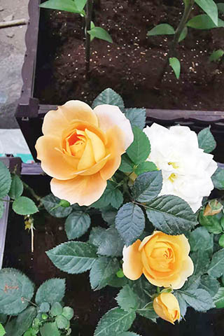 橙色的月季開得好大朵。