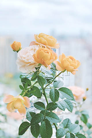 光照充足對月季的生長有利,肉色和橙色月季向陽。