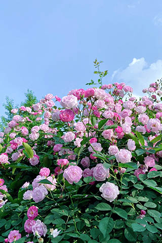 深粉淺粉的薔薇相見美極了。