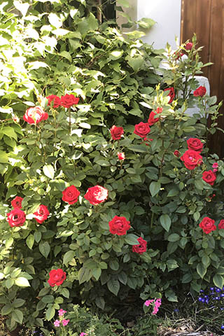 像火燄一般的玫瑰。