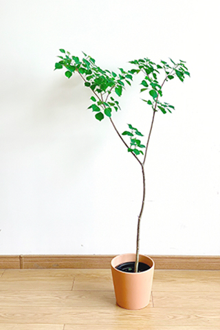 我把路邊的行道樹做綠色盆栽,原來這麼美。