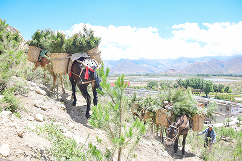 資料圖為拉薩河流域造林隊員運送樟子松樹苗。(中新社記者 貢嘎來松 攝)