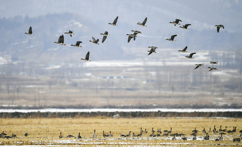 ◎ 這是在吉林省琿春市敬信濕地拍攝的大雁(二零二零年三月三日攝)。(新華社記者 許暢攝)