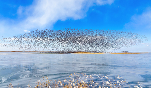 ◎ 這是二零二一年十二月廿五日在山東黃河三角洲國家級自然保護區拍攝的鳥群(無人機照片)。(新華社發 楊斌攝)