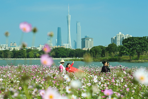 ◎ 遊客徜徉在廣州海珠濕地海珠湖畔波斯菊花海之中(二零二零年十一月三日攝)。(新華社記者 劉大偉攝)