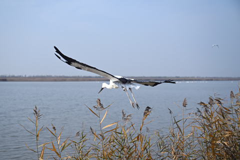 ◎ 一隻被救助的東方白鸛在七里海濕地飛翔,重返自然(二零二二年十一月廿三日攝)。 位於中國渤海灣西部的天津,地勢平坦、河網密佈、濕地豐富。每年秋冬季節,都會有南遷候鳥在這裡「補充能量」。素有「京津綠肺」之稱的七里海濕地,是東亞至澳大利西亞候鳥遷徙路線中的重要「中轉站」。(新華社記者 趙子碩攝)