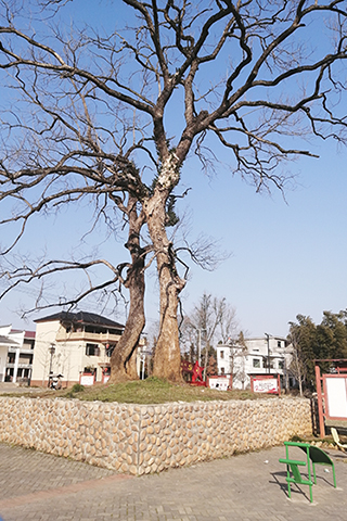 兩棵枯死的樟樹。