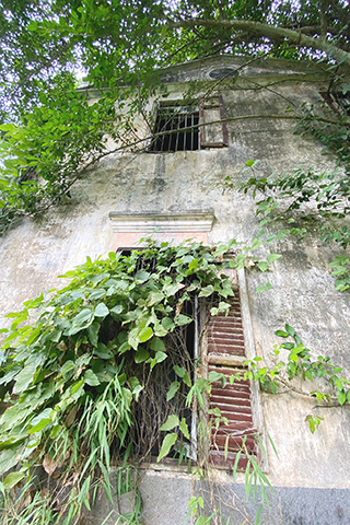 樹木蔓生到屋裡去。