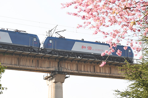 　◎ 火車行駛在雲南省曲靖市羅平縣境內的鐵路橋上。 (新華社發 毛虹攝)
