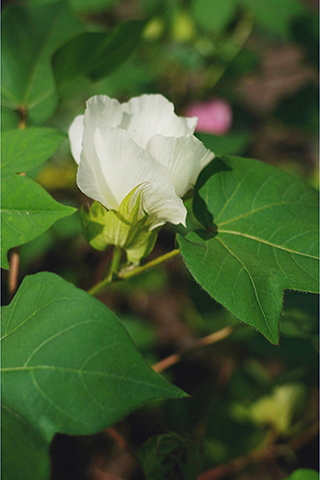 早上到晚上,從白漸變成黃。