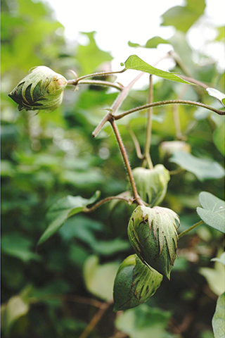 棉花的花骨朵。