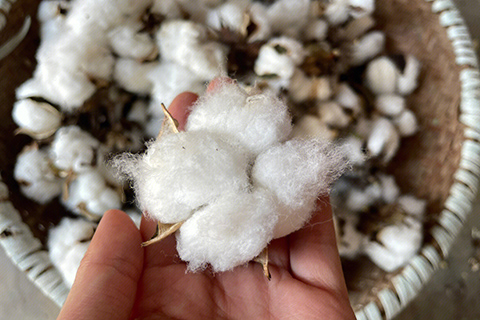 棉桃變成褐皮時,才會打開。