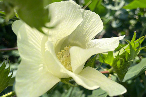 花單生於枝端葉腋,花色乳白。