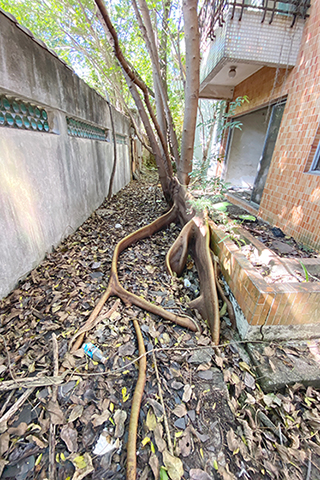 長長的圍牆把護老院與外界分隔開來。