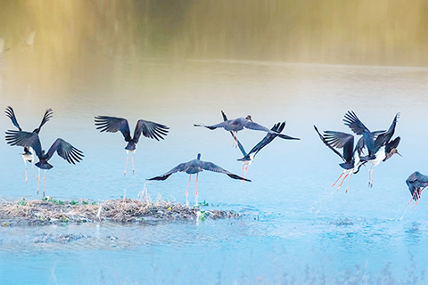 ◎ 圖為成群結隊的黑鸛在太原市汾河景區棲息。(資料圖片)