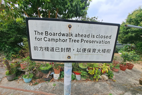 神木周圍都豎立了告示牌。