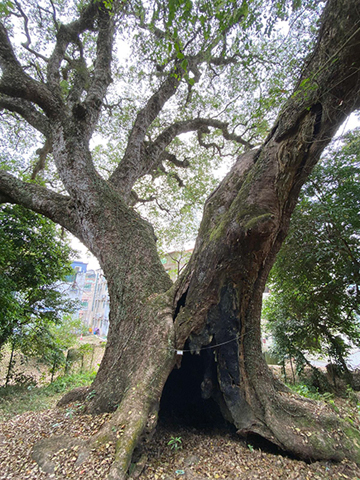 樟樹雄偉挺拔。